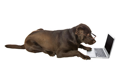 Clever Labrador Retriever on Laptop