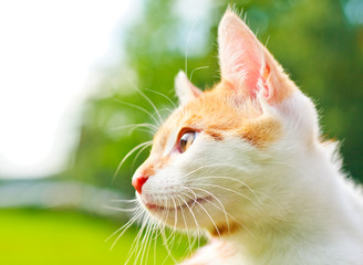 adorable kitty thinking some deep thoughts