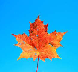 red maple leaf - autumn came