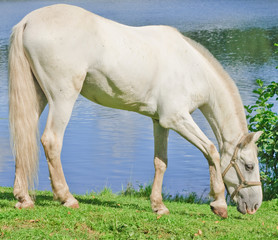 white beauty grazing by a lake - 12030346