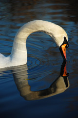 Swan on The Lake (Hyde Park, London)