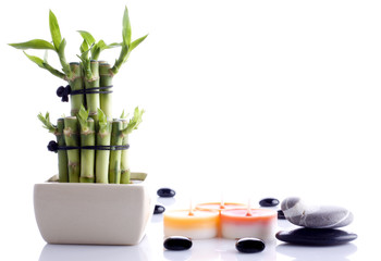 isolated decorative bamboo composition