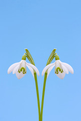 Obraz premium Schneeglöckchen