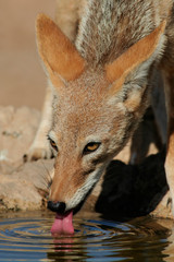 Black-backed Jackal (Canis mesomelas), South Africa