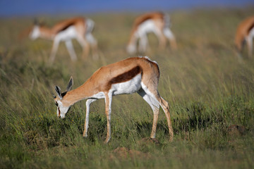 Grazing springbok antelopes, South Africa