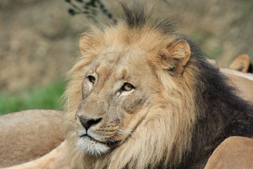Obraz na płótnie Canvas Lion - Panthera leo