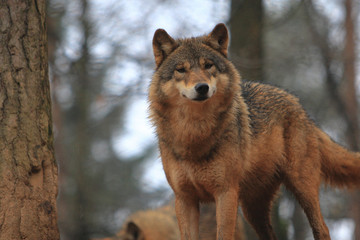 Gray Wolf Canis Lupus