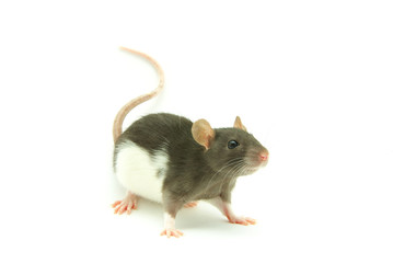 rat