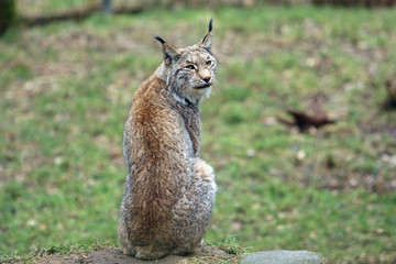 Luchs
