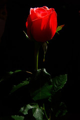 red rose