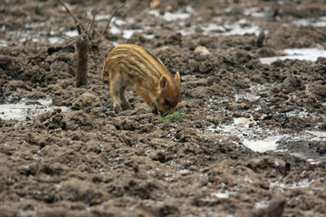 Obraz premium Wildschwein