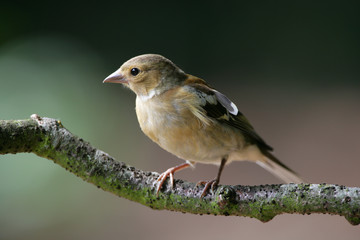 Chaffinch