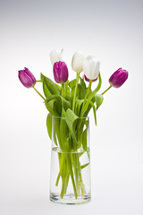 weiße und violette Tulpen in einer Vase