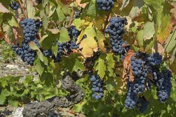 blue mellow grapes