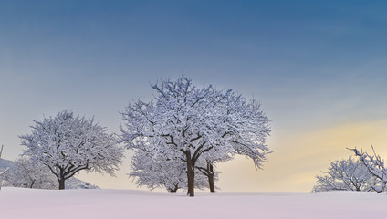 alberi neve