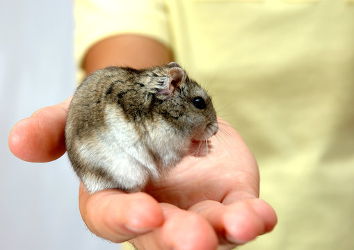 Hamster ruso