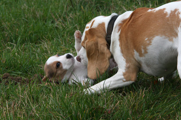 Beagle-Familie