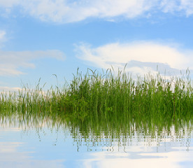 Fototapeta premium Grass field, illustration