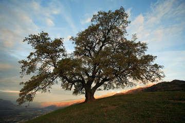 Le vieux chêne