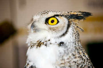 One eyed Owl