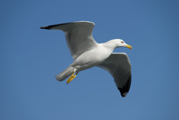 Obraz premium Gull