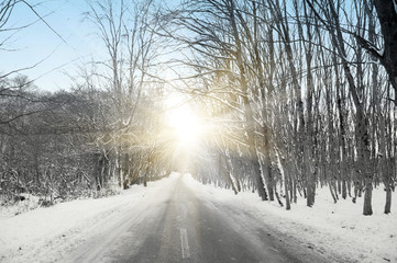 Fototapeta premium Forest and sun through trees - black and white