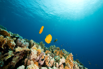 Masked butterflyfish