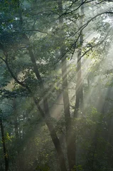 Foto auf Acrylglas Misty forest at morning © Aleksander Bolbot