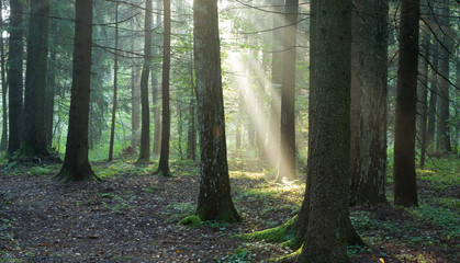 Obraz premium Misty forest at morning