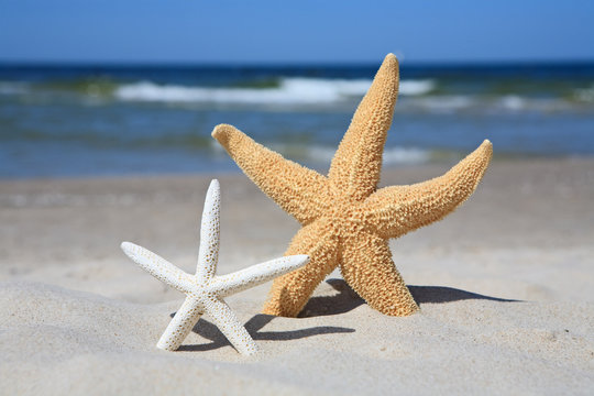 Starfish and seashell on sand