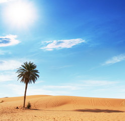 Obraz na płótnie Canvas Palm in desert