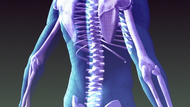 Bones of the body