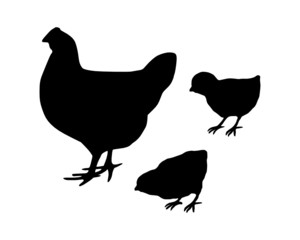 Huhn und Küken