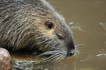 Nutria