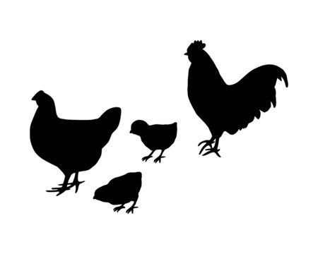 Hahn und Huhn und Küken
