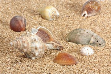 Seashells