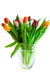 Tulips in vase isulated in white with clipping path included