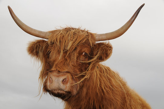highland cattle schottland portrait