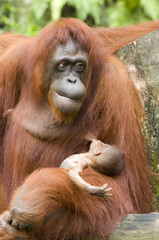 orang-utan with her baby