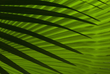 Abstract palm leafs