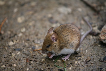 Mouse