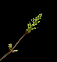 some lilac twig with early spring blossom; black background