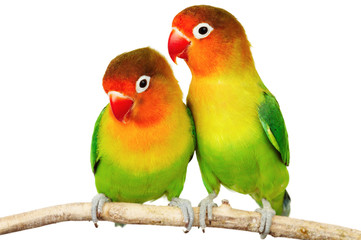 Fototapeta premium Pair of lovebirds