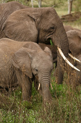 Fototapeta premium Family of elephants - the largest land animals.