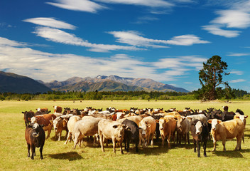 Grazing cows