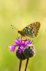 Dark green fritillatry on thistle