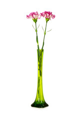 Red carnation isolated on the white background