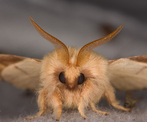 Closeup of the face of a moth