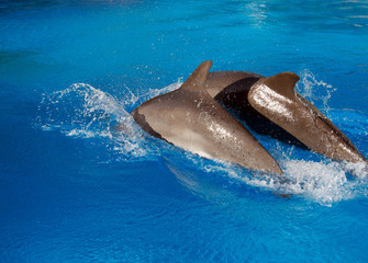 Two grey dolphins swimming in a blue water