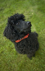 Black poodle puppy sitting